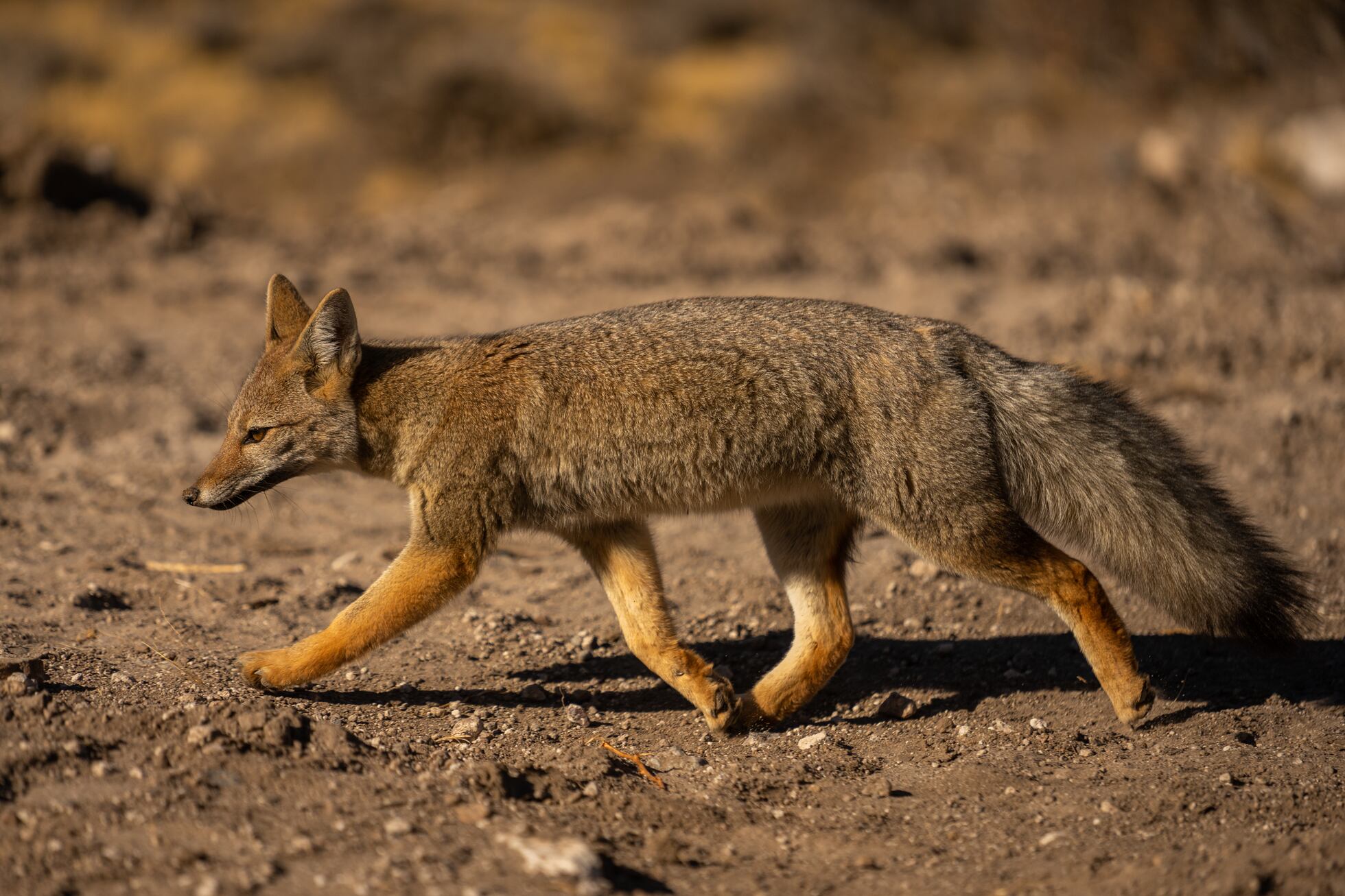 La Defensoría del Pueblo cuestiona el control letal de pumas y zorros en la Patagonia